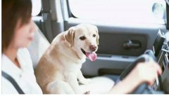 假期出去游玩，狗狗怎么辦呢？