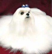 冬天寵物毛發靜電怎么辦？