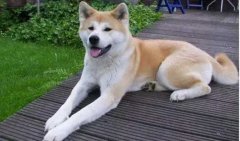 狗狗小知識，您知道多少？