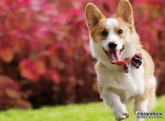 <b>如何讓狗狗安靜下來？——寵物百科知識</b>