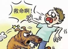 如遇惡犬咬人該怎么辦？這些知識(shí)也許能救命！