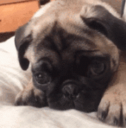 狗狗的一封道歉信，看完我哭了......