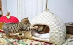 年年被搶窩，次次都慫成狗！可啥時候是個頭啊