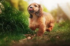 帶狗出門的五大注意事項(xiàng)，做個(gè)合格的養(yǎng)犬人