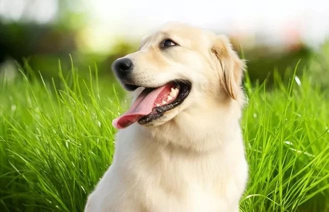 狗狗挑食不愛(ài)吃飯，究竟怎么回事？！