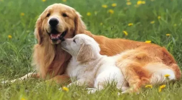 春季貓狗毛發(fā)滿(mǎn)天飛，如果是病理性掉毛，鏟屎官們要注意了！