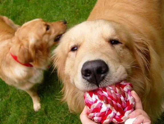 人生樂(lè)趣，從養(yǎng)一只金毛犬開(kāi)始吧